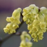 spicebush